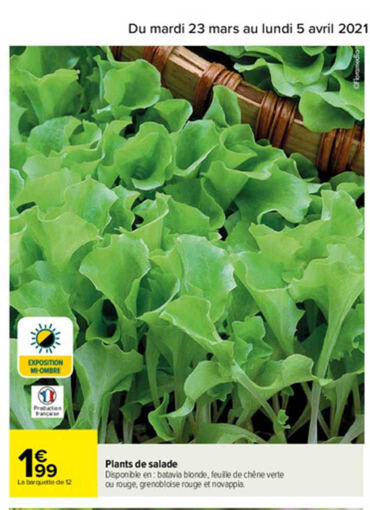 plants de salade