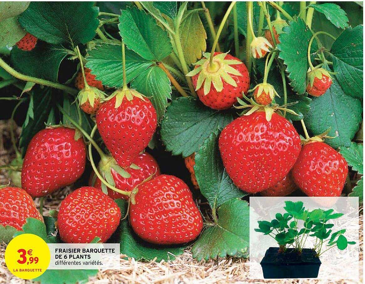 fraisier barquette de 6 plants