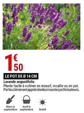 lavande angustifolia