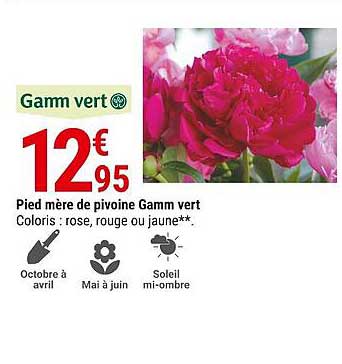 pied mère de pivoine gamm vert