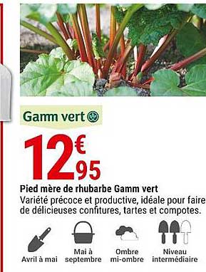 pied mère de rhubarbe gamme vert