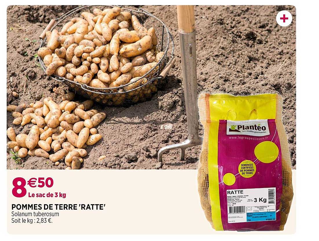 pommes de terre "ratte"