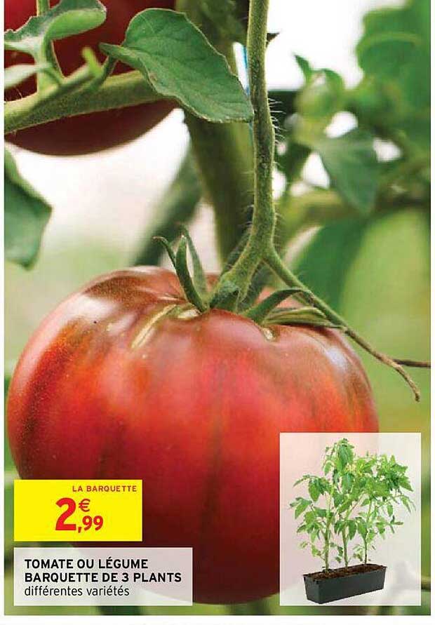 tomate ou légume barquette de 3 plants