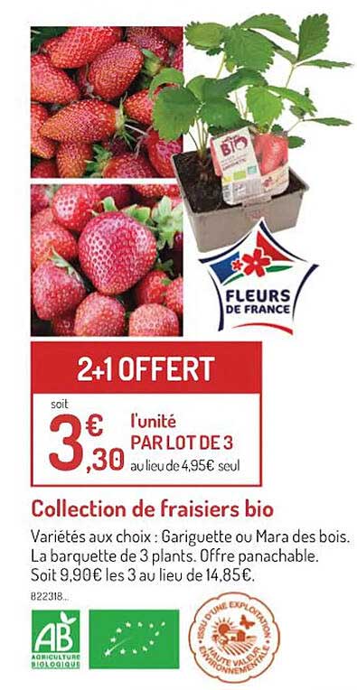 Collection De Fraisiers Bio