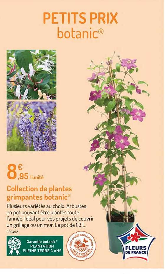 collection de plantes grimpantes botanic