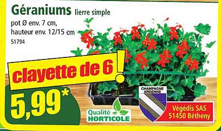 géraniums lierre simple