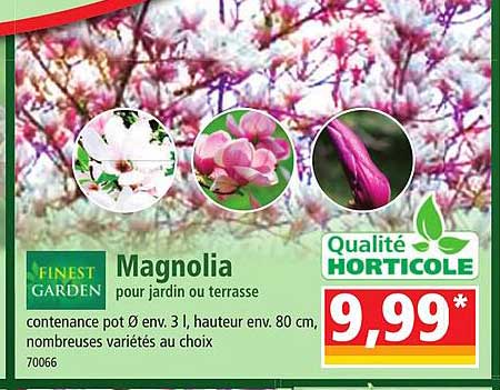 Magnolia Pour Jardin Ou Terrasse Finest Garden