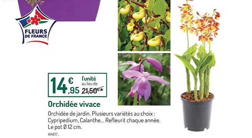 orchidée vivace