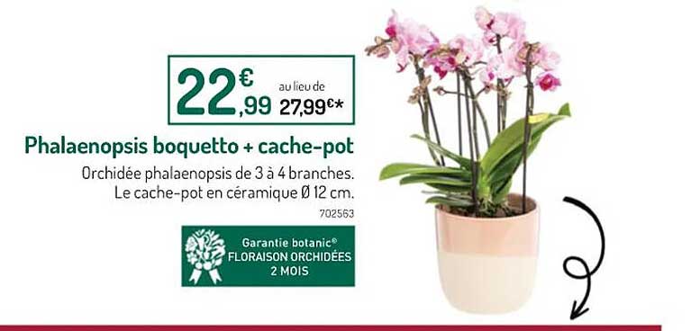 phalaenospis boquetto + cache-pot