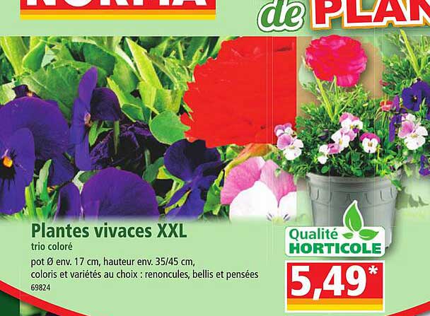 plantes vivaces xxl trio coloré