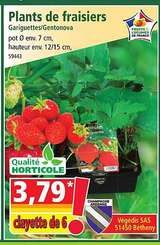 plants de fraisiers gariguettes-gentonova