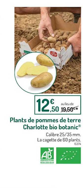Plants De Pommes De Terre Charlotte Bio Botanic