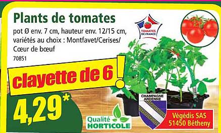 plants de tomates