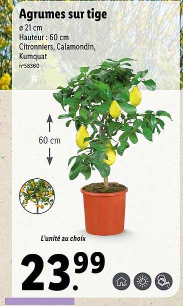 agrumes sur tige