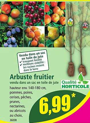 Arbuste Fruitier
