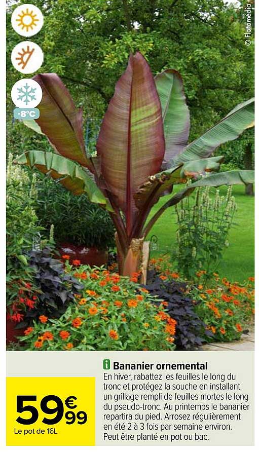 bananier ornemental