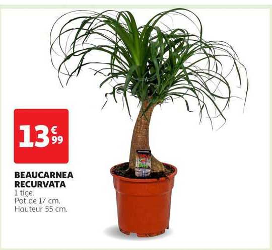 Beaucarnea Recurvata