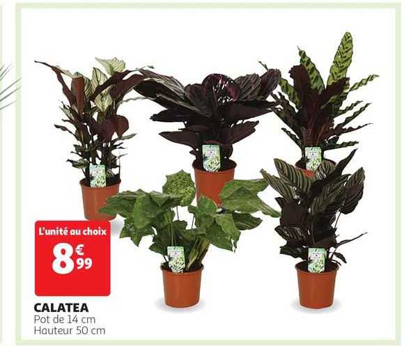 Calatea