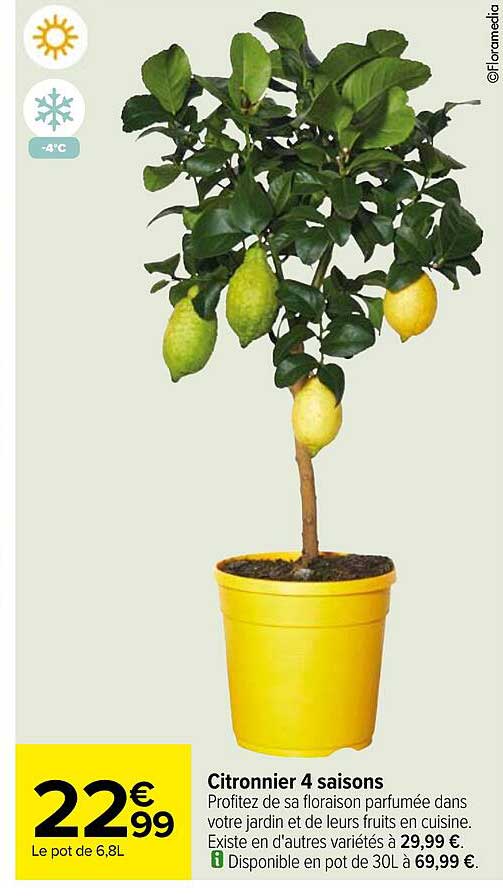 Citronnier 4 Saisons