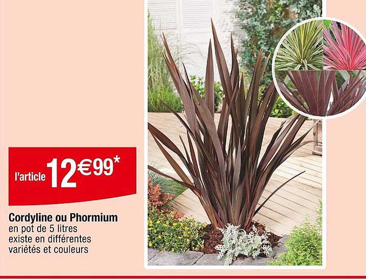 cordyline ou phormium