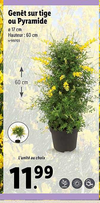 genêt sur tige ou pyramide