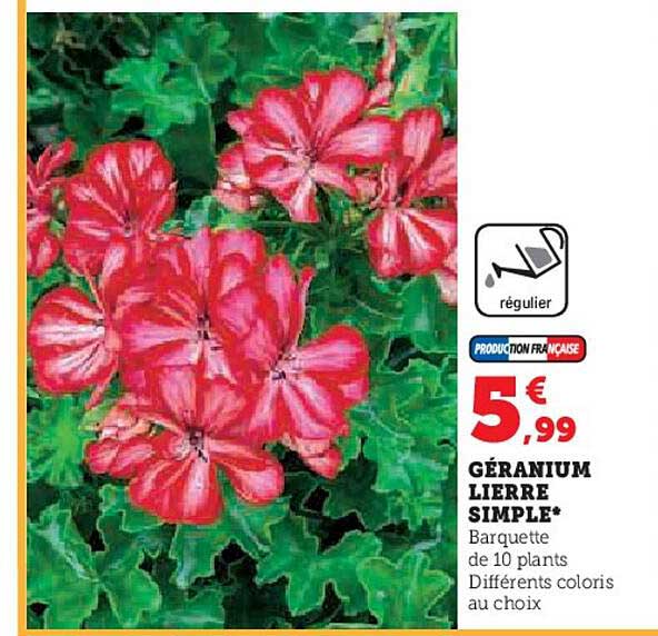 géranium lierre simple