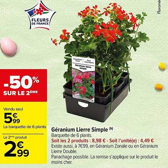 géranium lierre simple