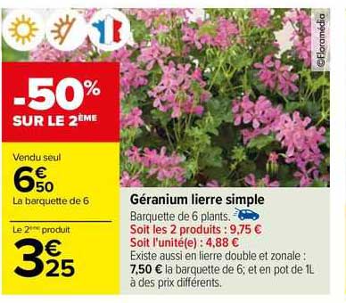 géranium lierre simple