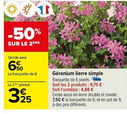 géranium lierre simple
