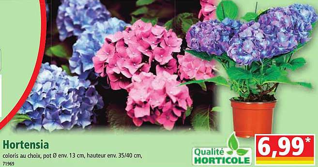 Hortensia
