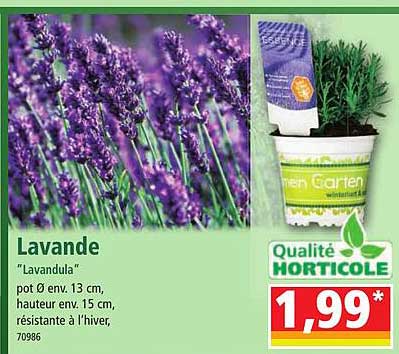 lavande "lavandula"