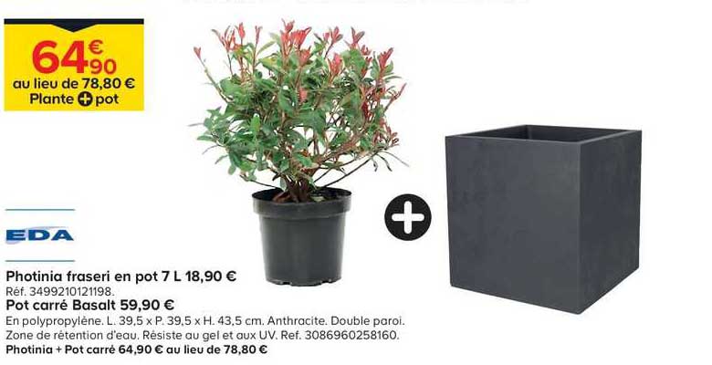 Photinia Fraseri En Pot 7 L Eda
