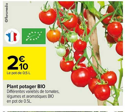 plant potager bio