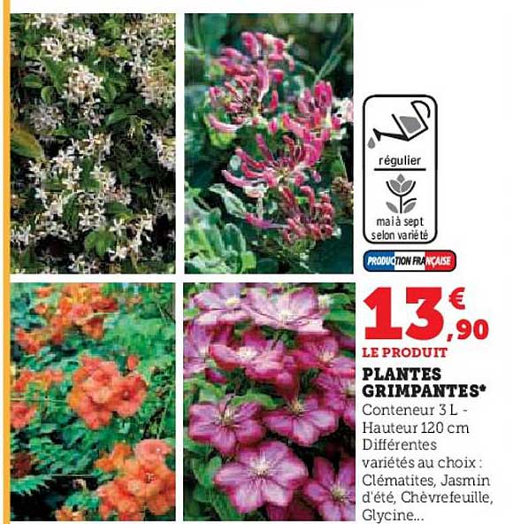 plantes grimpantes