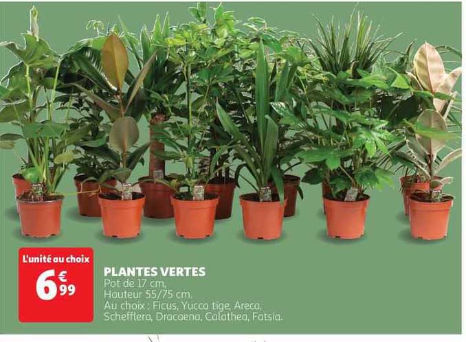 Plantes Vertes