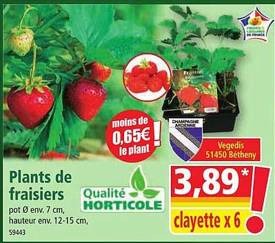 plants de fraisiers