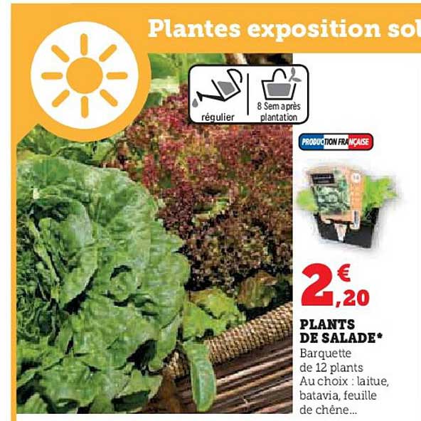 plants de salade