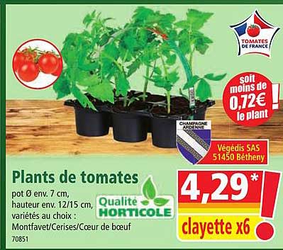 plants de tomates