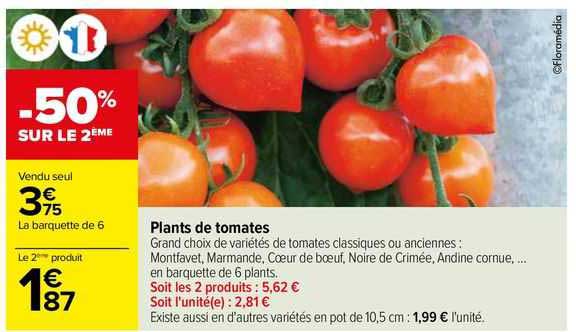 plants de tomates