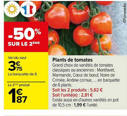 plants de tomates