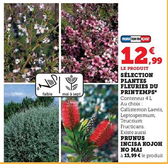 sélection plantes fleuries du printemps, prunus incisa kojoh no mai