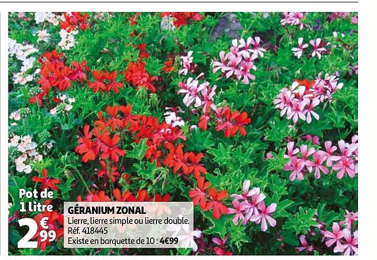 géranium zonal