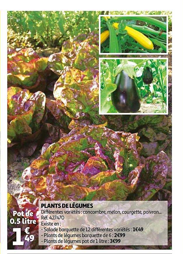 plants de légumes
