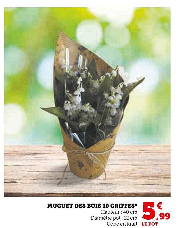 muguet des bois 10 griffes