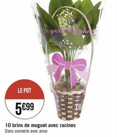 10 brins de muguet avec racines