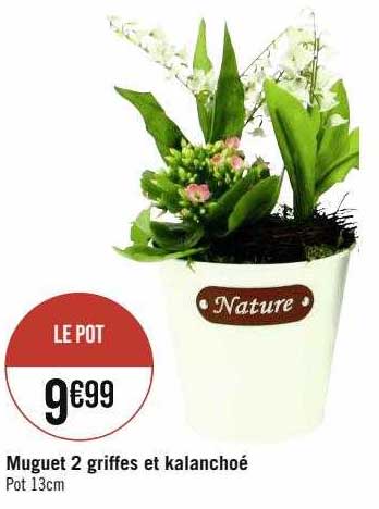 muguet 2 griffes et kalanchoé