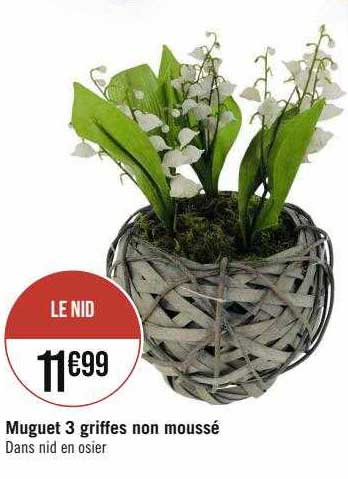 muguet 3 griffes non moussé