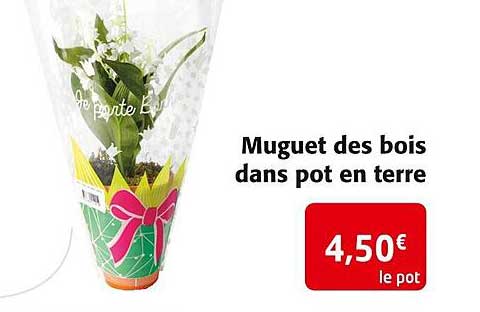 muguet des bois dans pot en terre