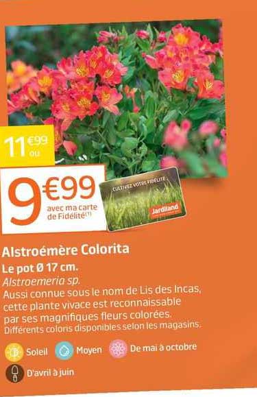 alstroémère colorita