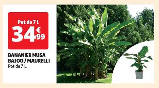 bananier musa bajoo / maurelli